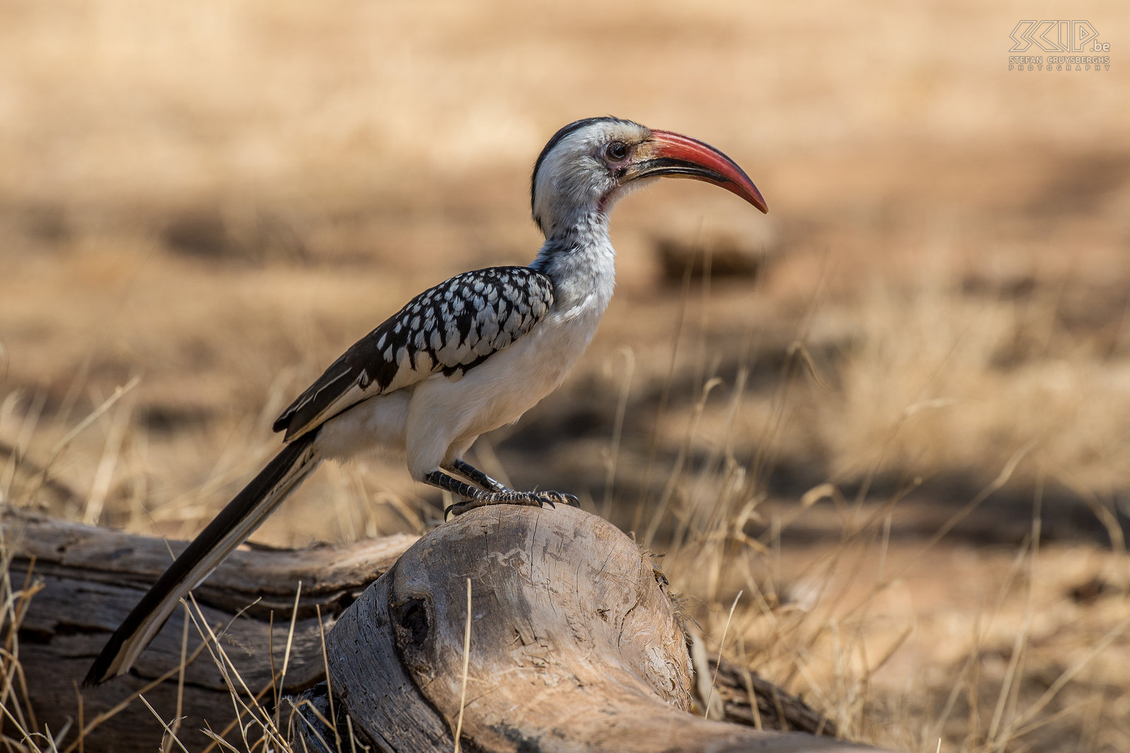 Samburu - Roodsnaveltok De roodsnaveltok (Red-billed hornbill, Tockus erythrorhynchus) behoort tot de familie van de  neushoornvogels en komt vrij veel op de savennes in oostelijk Afrika. Stefan Cruysberghs